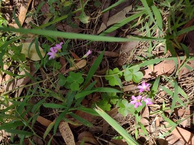 Oxalis debilis, photographed by Kevin Faccenda