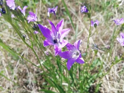 Campanula stevenii, photographed by Олег Кудров