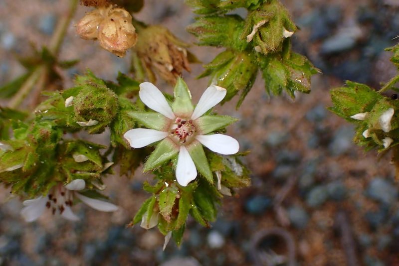 Potentilla lindleyi, photographed by Cricket Raspet