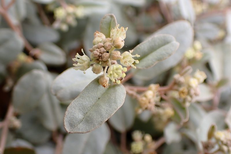 Croton californicus, photographed by Cricket Raspet