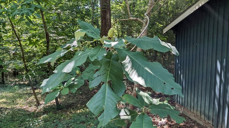 Magnolia macrophylla, photographed by Joseph Aubert