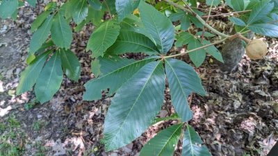 Aesculus pavia