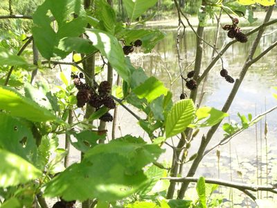 Alnus incana, photographed by Shirley Zundell