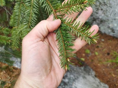 Pseudotsuga menziesii, photographed by Jens-Christian Svenning