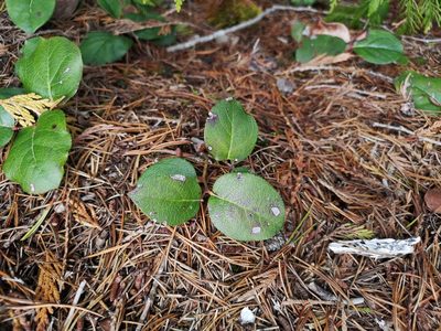 Gaultheria shallon, photographed by Jens-Christian Svenning