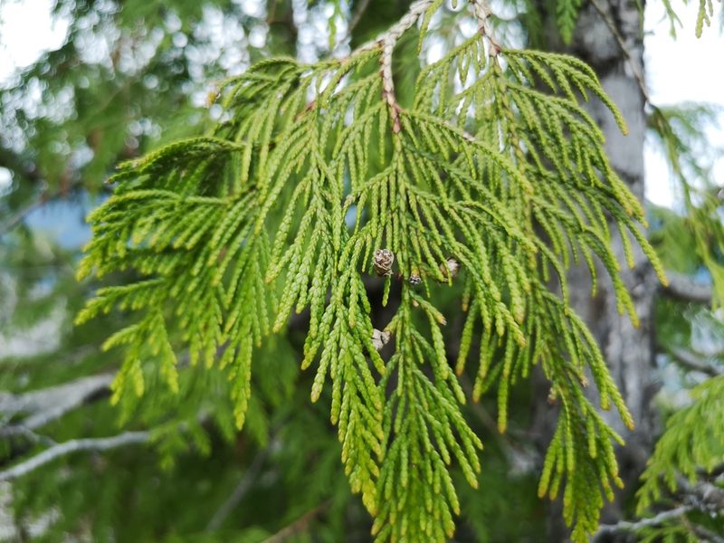 Thuja plicata, photographed by Jens-Christian Svenning