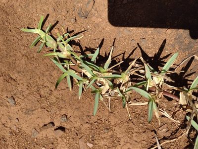 Stenotaphrum secundatum, photographed by Kevin Faccenda