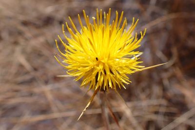 Centaurea solstitialis, photographed by Cricket Raspet