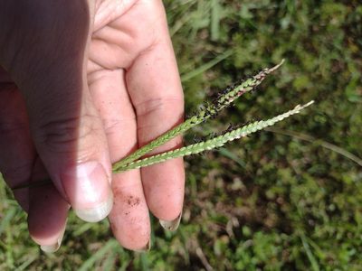 Paspalum notatum, photographed by Kevin Faccenda