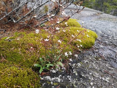 Micranthes ferruginea, photographed by Jens-Christian Svenning