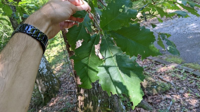 Quercus michauxii, photographed by Joseph Aubert