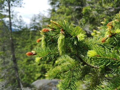 Pseudotsuga menziesii, photographed by Jens-Christian Svenning