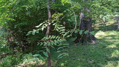 Juglans nigra, photographed by Joseph Aubert