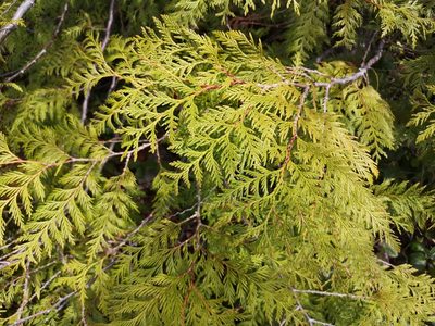 Thuja plicata, photographed by Jens-Christian Svenning