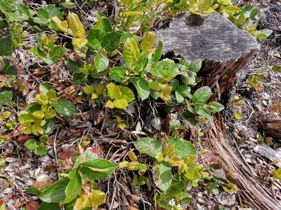Gaultheria shallon, photographed by Jens-Christian Svenning