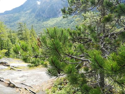 Pinus contorta, photographed by Jens-Christian Svenning