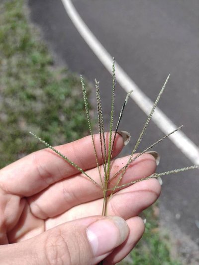 Digitaria violascens, photographed by Kevin Faccenda
