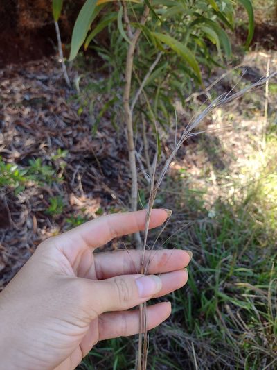 Hyparrhenia rufa, photographed by Kevin Faccenda