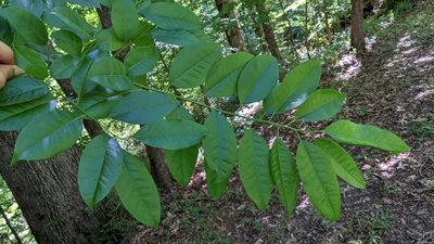 Oxydendrum arboreum, photographed by Joseph Aubert
