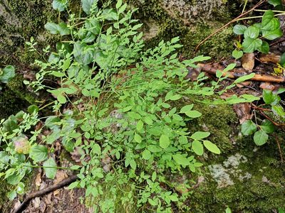 Vaccinium parvifolium, photographed by Jens-Christian Svenning
