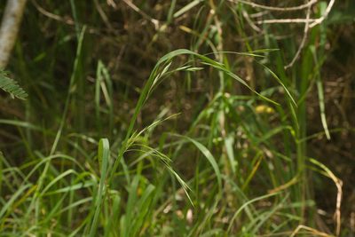 Bromus catharticus, photographed by Kevin Faccenda