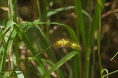 Setaria parviflora, photographed by Kevin Faccenda