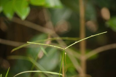 Paspalum conjugatum, photographed by Kevin Faccenda