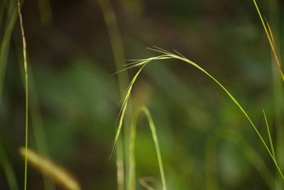 Microlaena stipoides, photographed by Kevin Faccenda