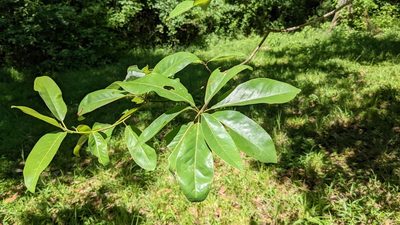 Magnolia virginiana, photographed by Joseph Aubert