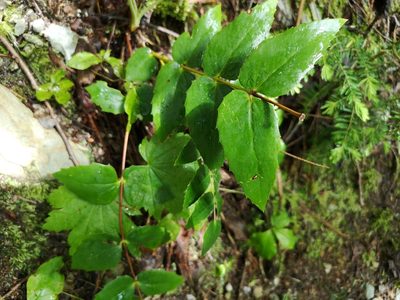 Berberis nervosa, photographed by Jens-Christian Svenning
