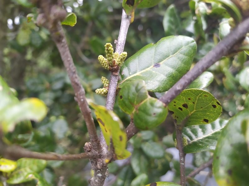 Quercus spinosa, photographed by 莫于凌