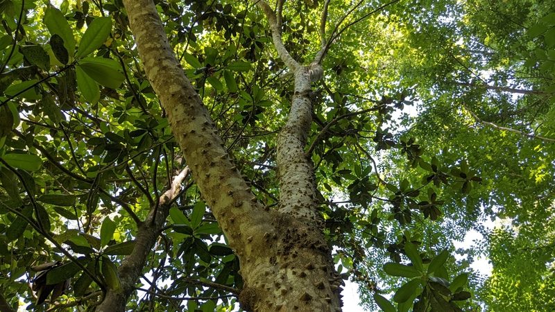 Zanthoxylum clava-herculis, photographed by Joseph Aubert