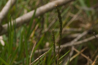 Stenotaphrum secundatum, photographed by Kevin Faccenda