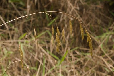 Bromus catharticus, photographed by Kevin Faccenda