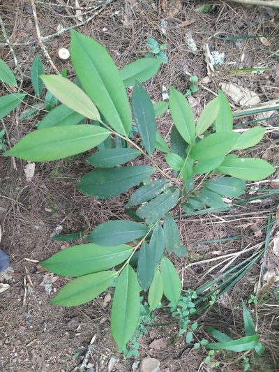 Adinandra formosana, photographed by 莫于凌
