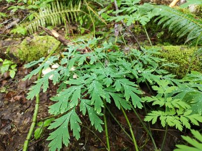 Dicentra formosa, photographed by Jens-Christian Svenning