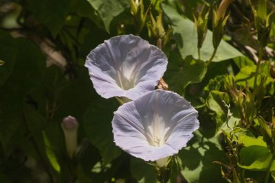 Ipomoea indica, photographed by Kevin Faccenda