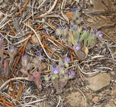Phacelia curvipes, photographed by Steve Matson