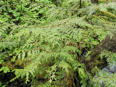 Thuja plicata, photographed by Jens-Christian Svenning