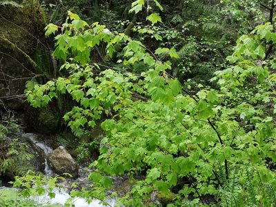 Acer glabrum, photographed by Jens-Christian Svenning