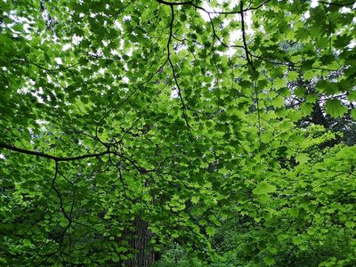 Acer circinatum, photographed by Jens-Christian Svenning