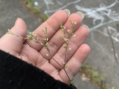 Arenaria serpyllifolia, photographed by Brittany Jean