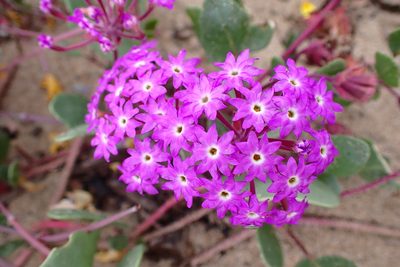Abronia umbellata