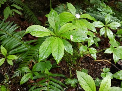 Lysimachia latifolia, photographed by Jens-Christian Svenning