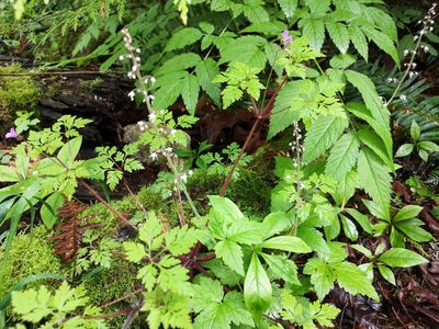 Tiarella trifoliata, photographed by Jens-Christian Svenning