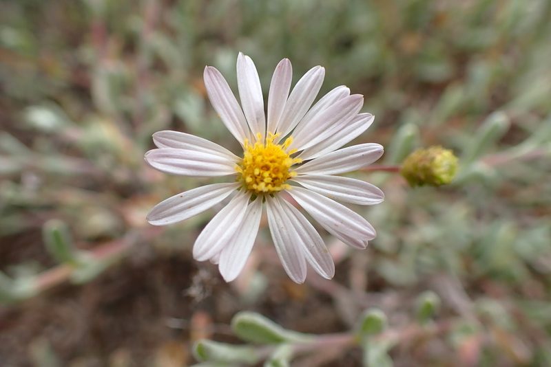 Corethrogyne filaginifolia, photographed by Cricket Raspet