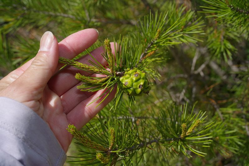 Pinus remota, photographed by Michelle W. （鍾偉瑋）