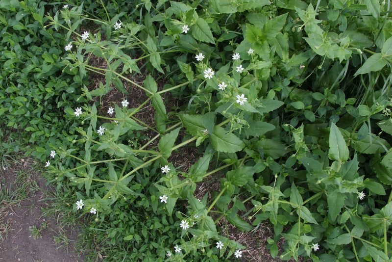Stellaria aquatica, photographed by Liubov Ilminska