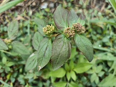 Euphorbia hirta