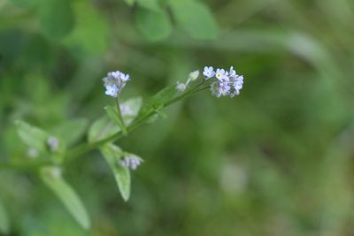 Myosotis arvensis, photographed by Liubov Ilminska